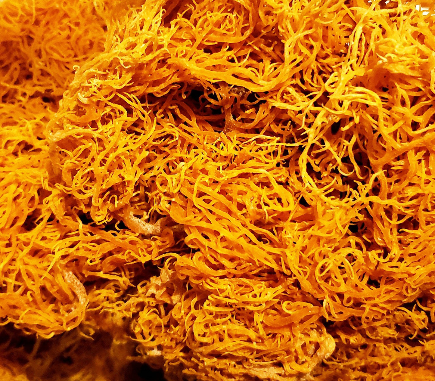 Wildcrafted St Lucia Sea Moss Raw Sundried (4oz)